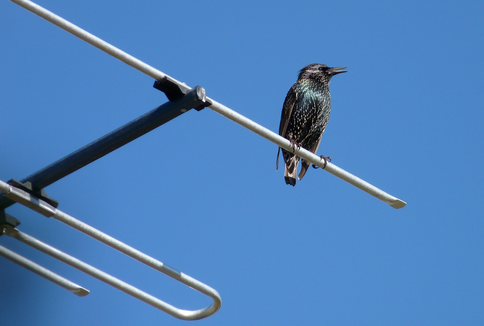 How to Stop Birds Sitting on TV Aerial